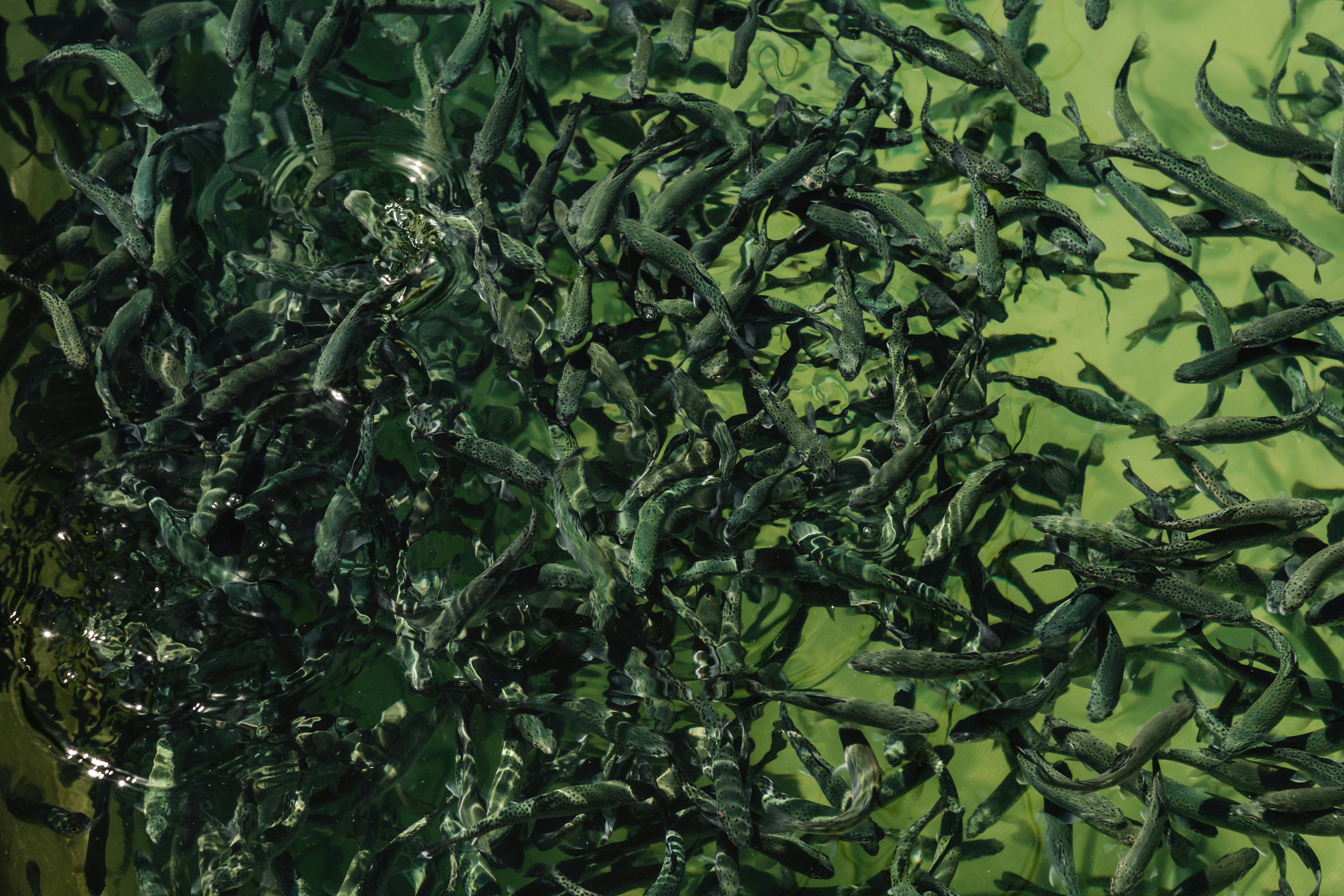 a large group of fish swimming in a tank