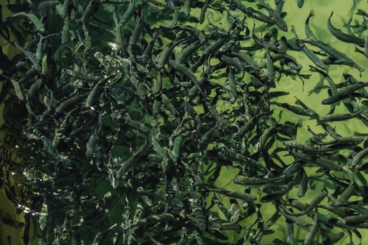 An abundant, vibrant fish farm pond teeming with trout, showcasing aquatic aquaculture.
