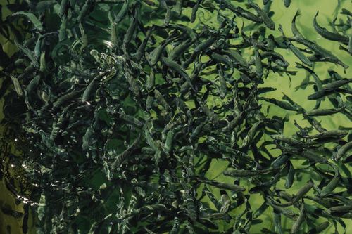 Free An abundant, vibrant fish farm pond teeming with trout, showcasing aquatic aquaculture. Stock Photo