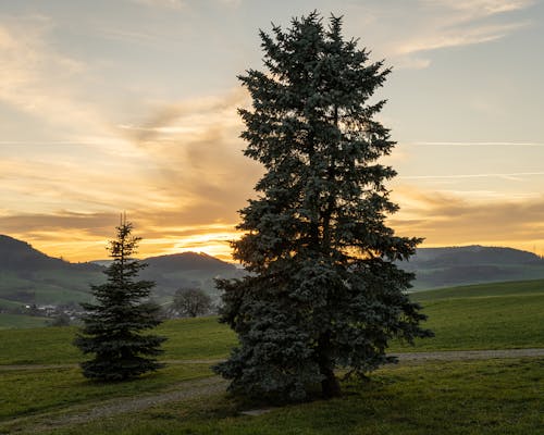 Green Coniferous Trees on Green Field During Sunset