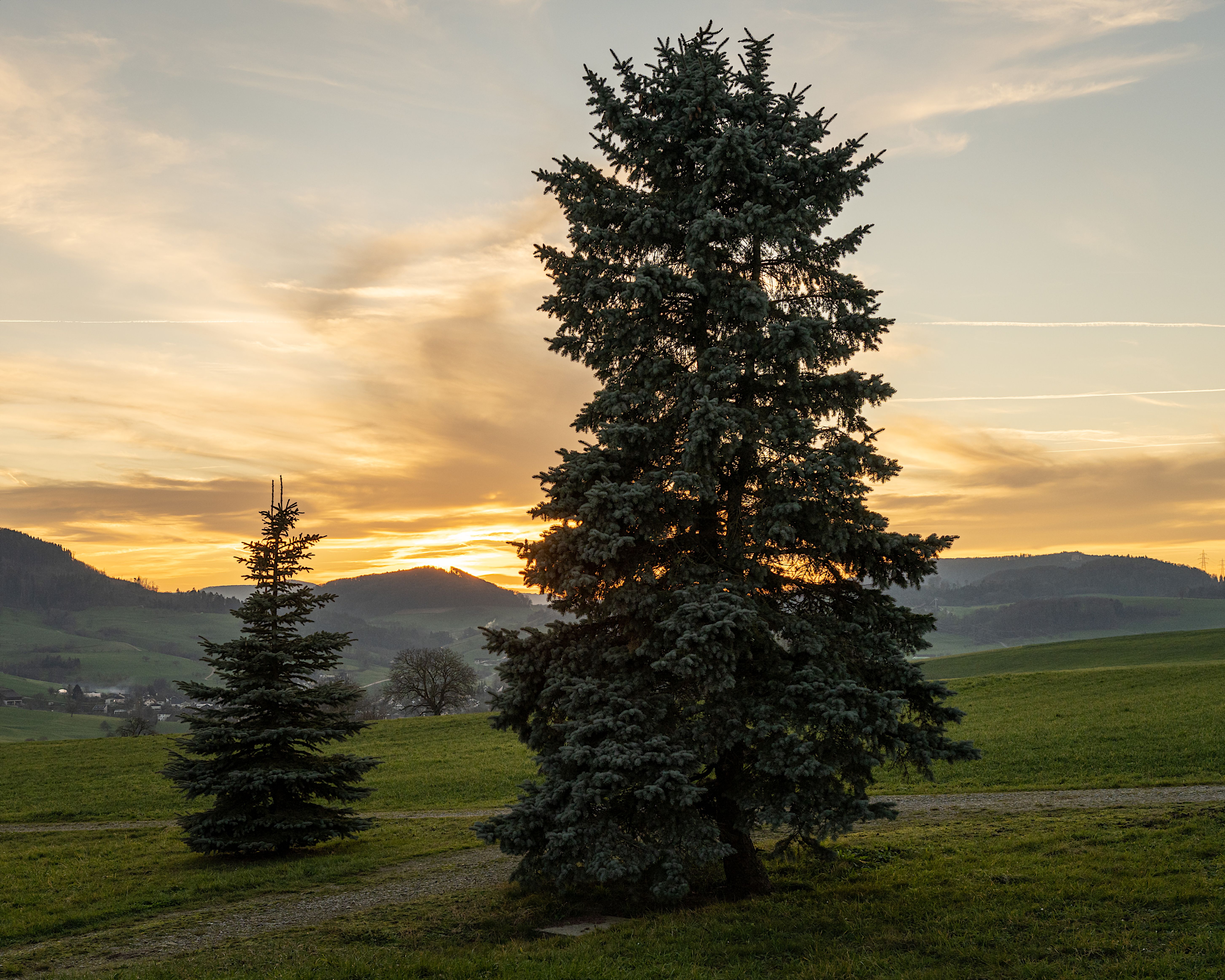 Green Coniferous Trees on Green Field During Sunset · Free Stock Photo