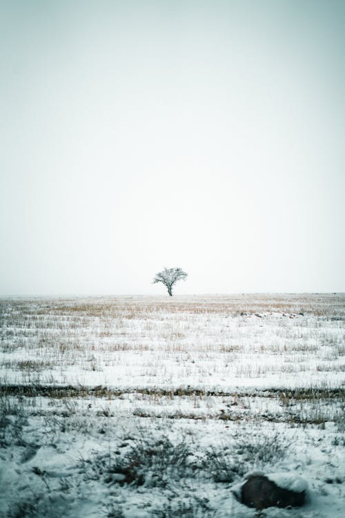 Overcast over Single Tree on Plains