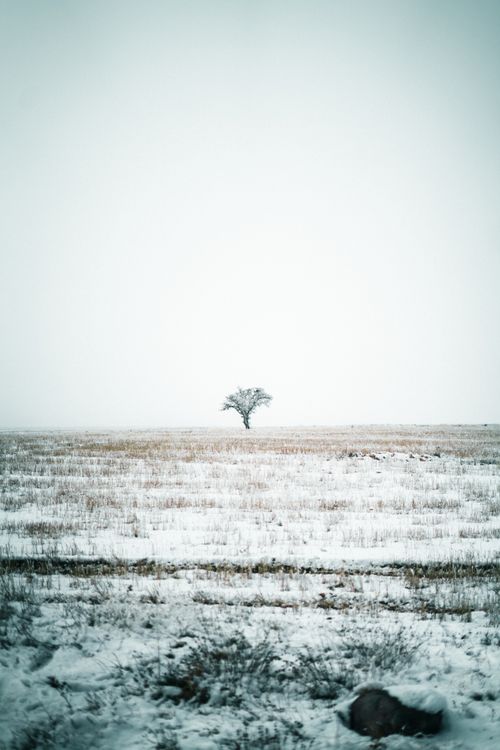 Free A solitary tree stands in a snowy winter landscape under an overcast sky. Stock Photo