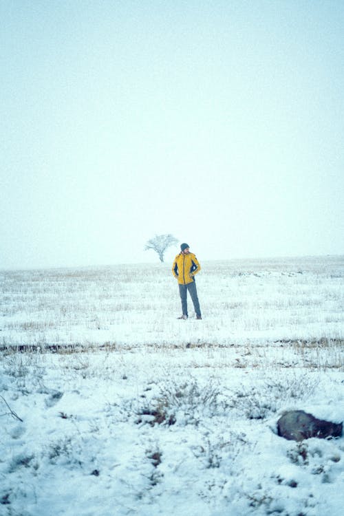 Imagine de stoc gratuită din câmp, congelat, fotografiere verticală