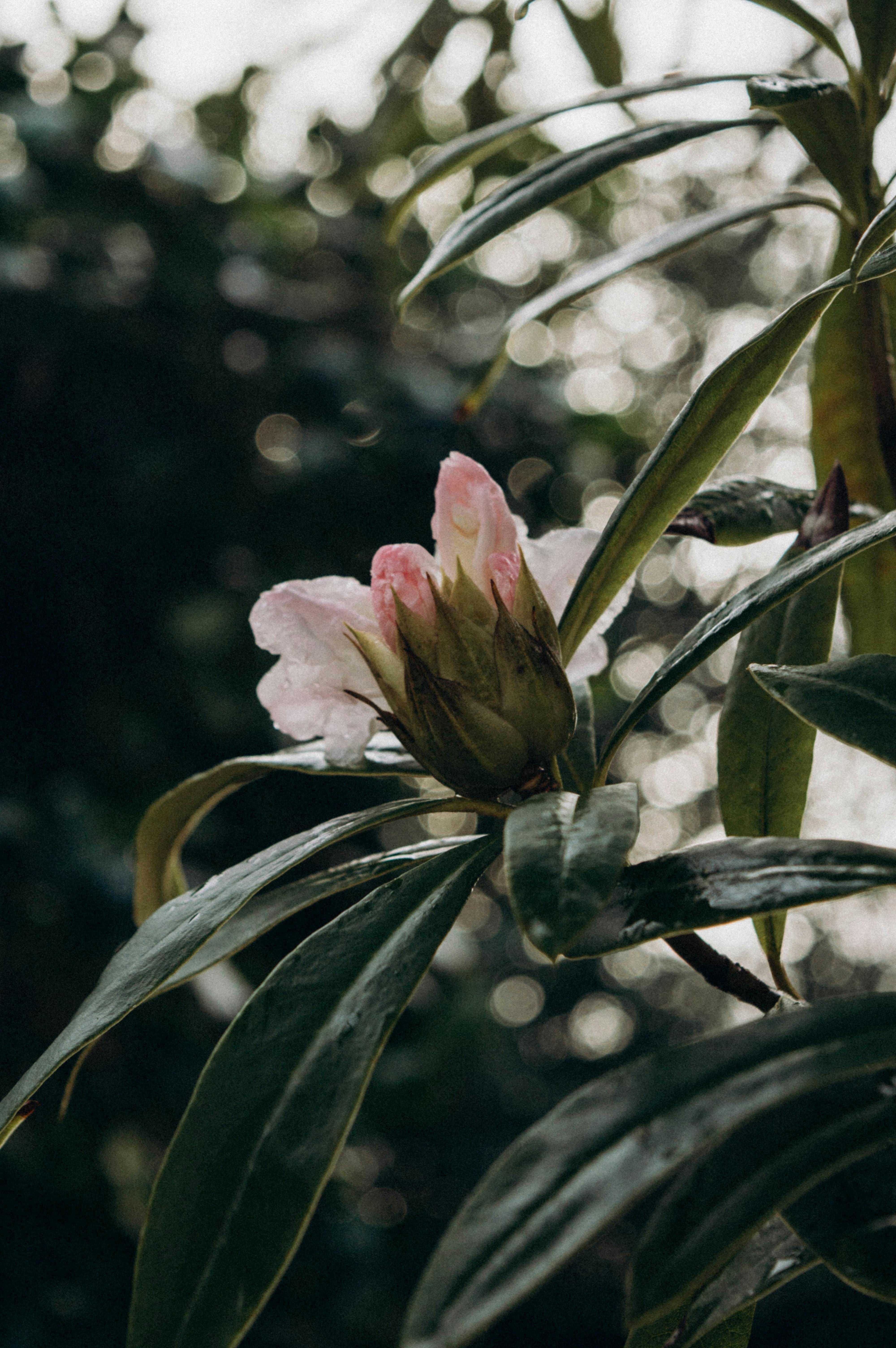 A close-up view of a budding pink flower surrounded by lush green leaves outdoors.