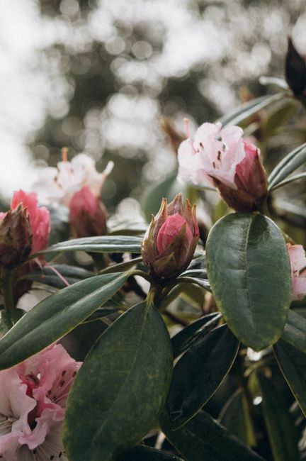 Beautiful close-up of pink rhododendron blooms, showcasing nature's elegance in springtime.