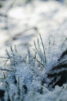 Detailed view of grass covered in frost, capturing the essence of winter's cold beauty.