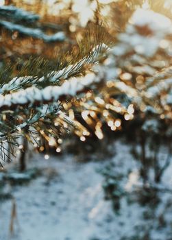 Close-up of pine branches covered in snow, glistening in the winter sunlight with a bokeh effect.