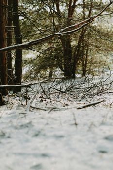 Tranquil forest scene in winter covered by a soft blanket of snow.