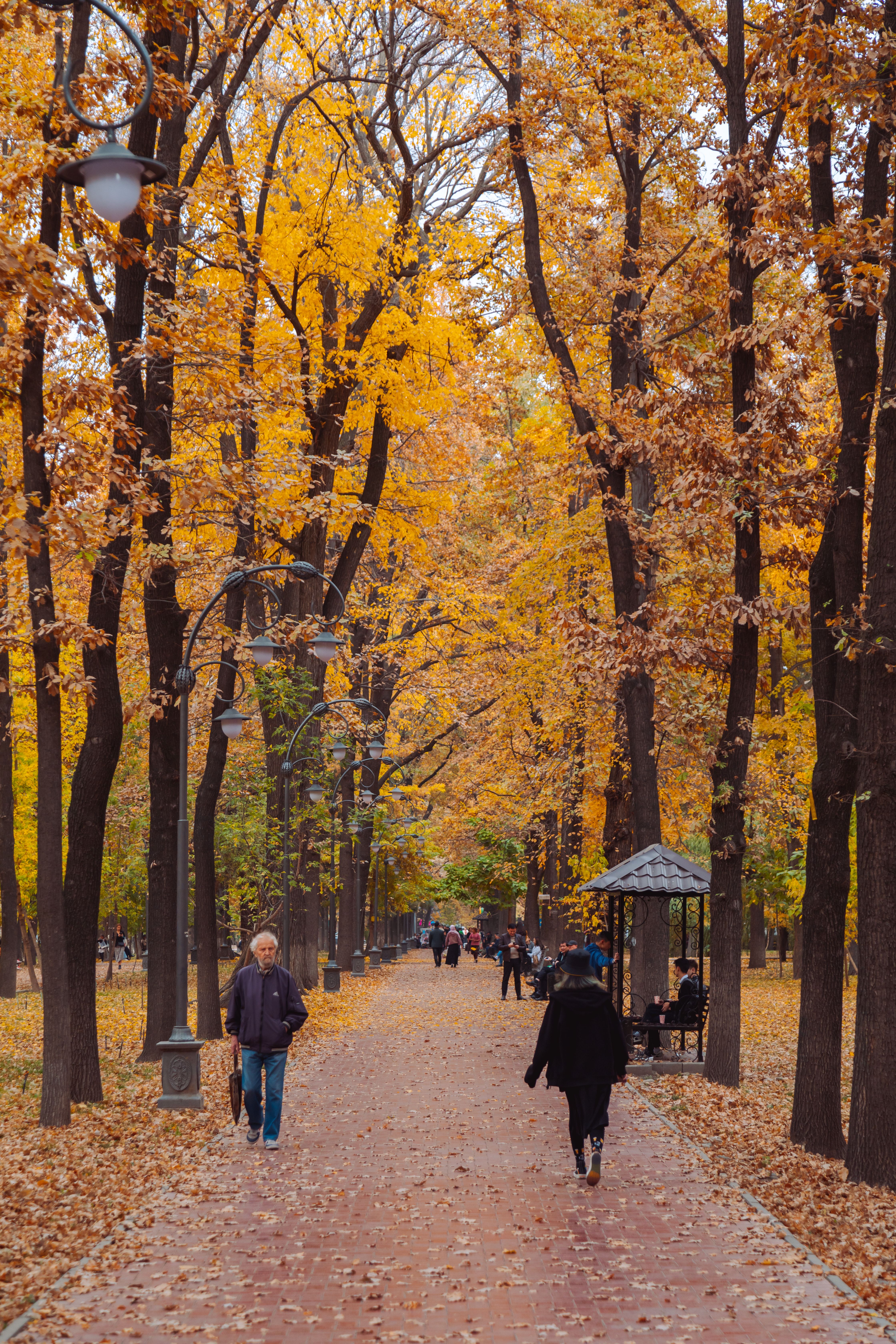 People Walking on the Pathway between Autumn Trees · Free Stock Photo