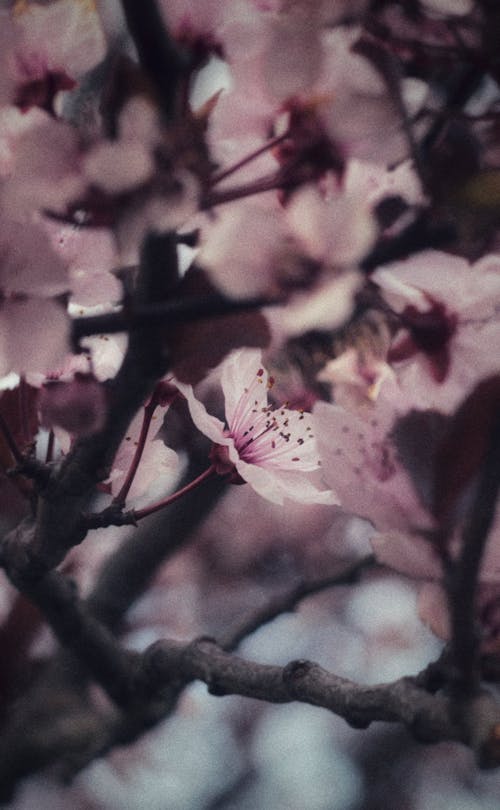 Fotobanka s bezplatnými fotkami na tému jarné obdobie, kvety ovocných stromov, rast