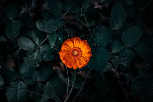 オレンジ色の花, トランスバールデイジー, 咲くの無料の写真素材