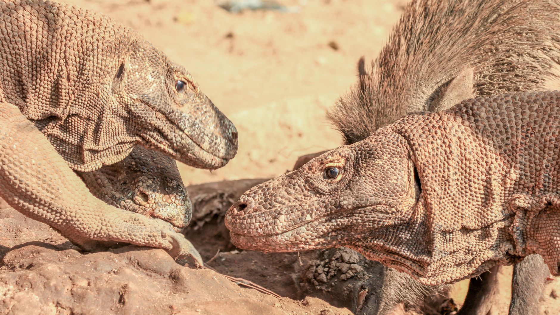 Close-up of Komodo dragons in their natural habitat on Komodo Island, Indonesia.