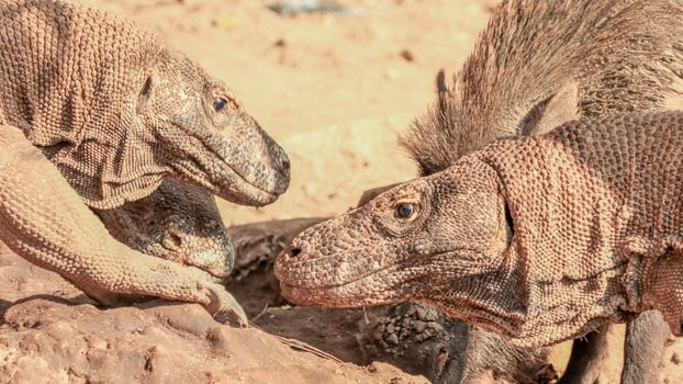 Close-up of Komodo dragons in their natural habitat on Komodo Island, Indonesia.