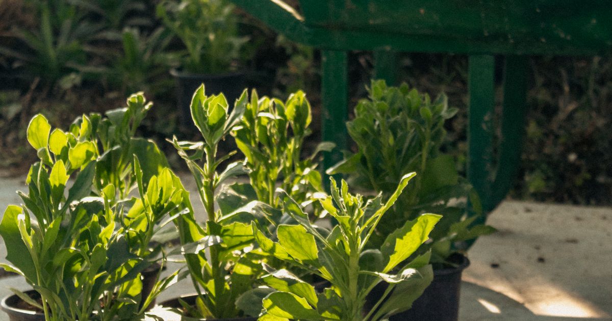 Jardinero en Maipú