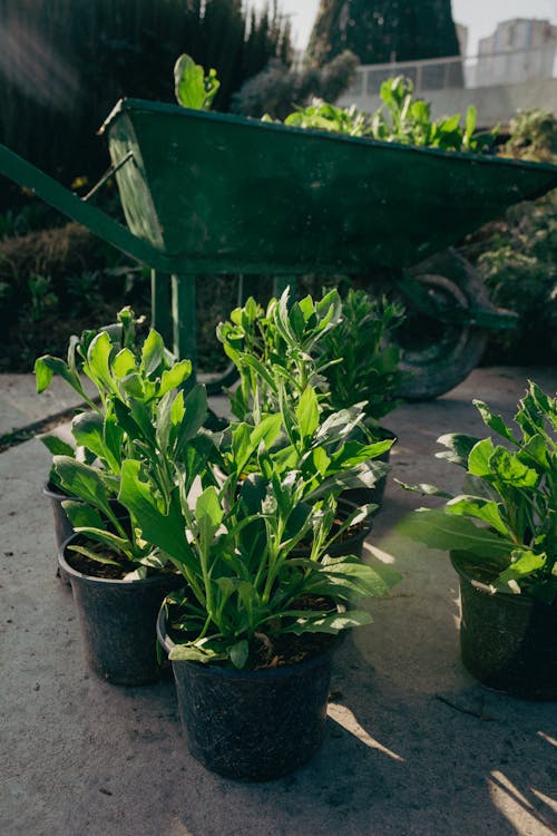 бесплатная Бесплатное стоковое фото с бетонная поверхность, домашнее садоводство, зеленые растения Стоковое фото