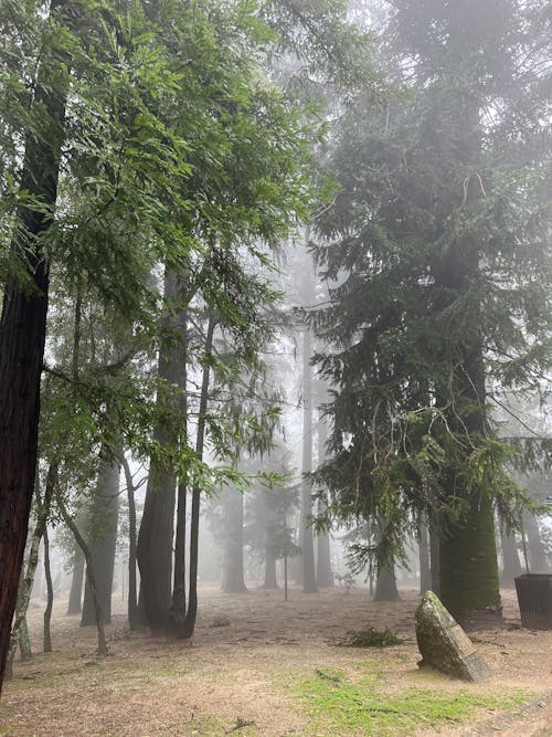 Fog among Trees in Forest