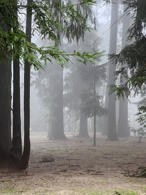 A Foggy Forest 