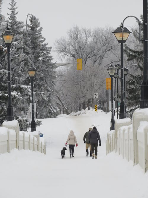 Gratis arkivbilde med assiniboine park, assiniboine river, canada