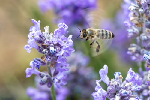 ハチ, ミツバチ, ラベンダー（花）の無料の写真素材