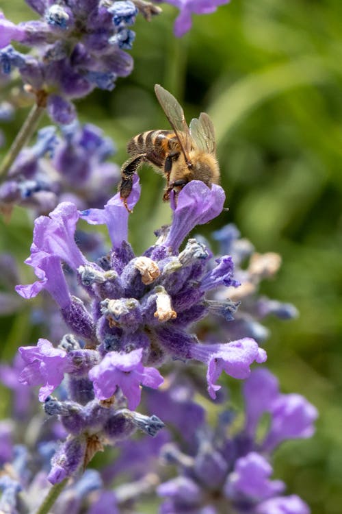 Close-up of a Bee on a Flower 