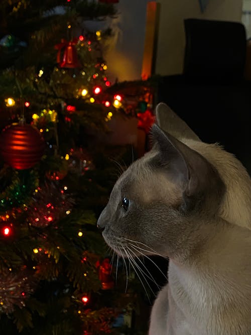 Free stock photo of cats, christmas atmosphere, good mood