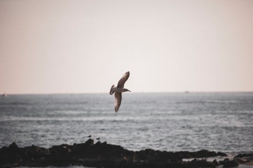 Bird Flying over the Beach 