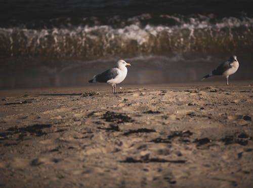 Photograph of Gulls on the Sand