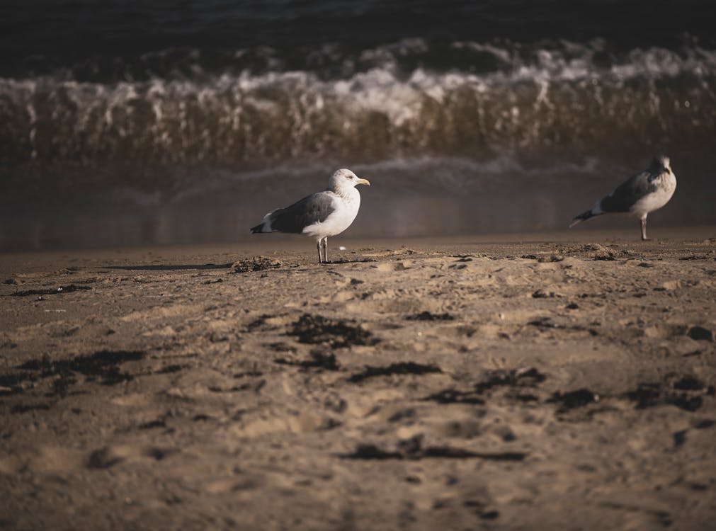 Gratis lagerfoto af dyrefotografering, dyreliv, fugle