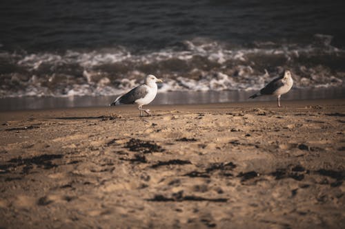 Gulls on the Shore 