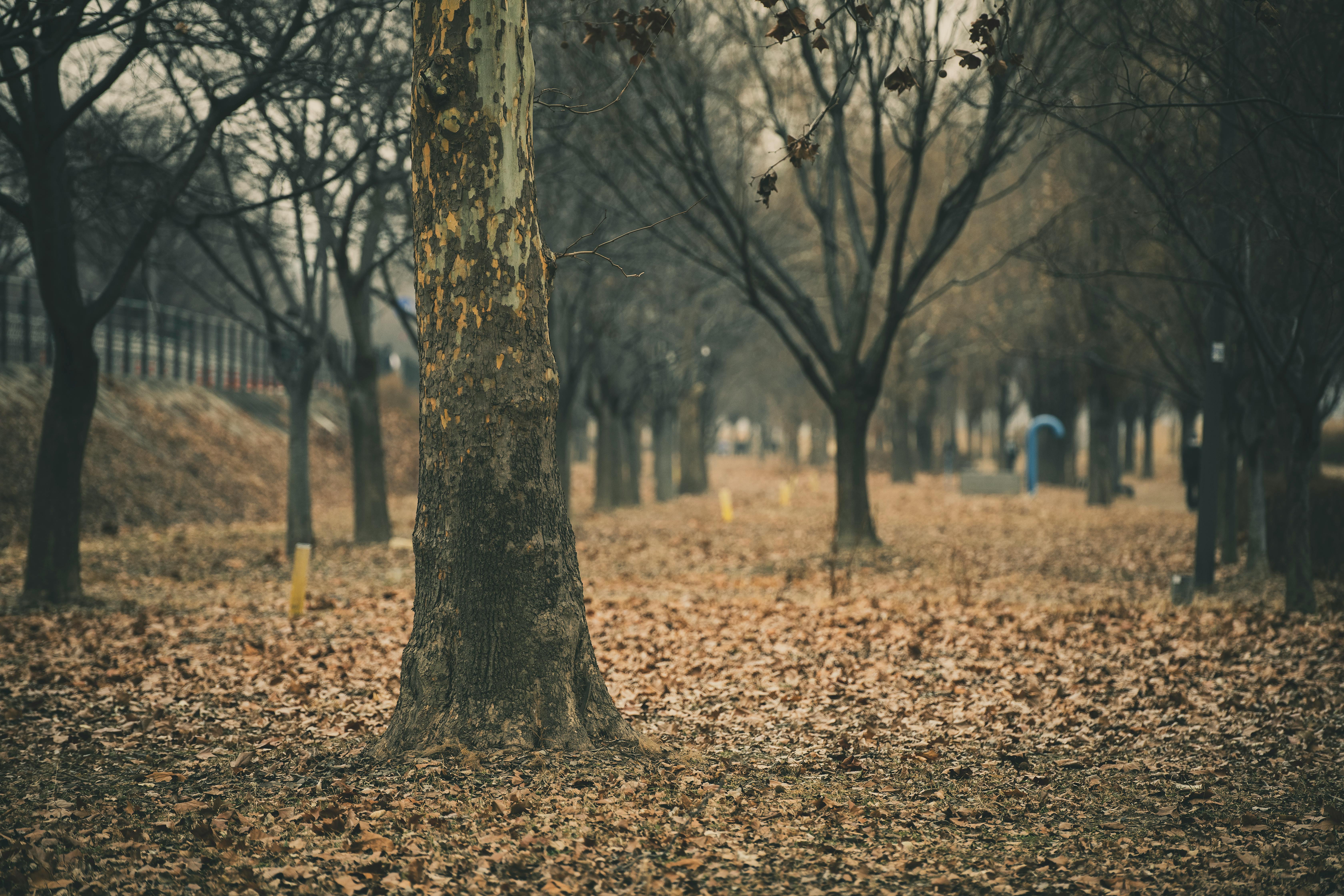 Gloomy autumn landscape with barren deciduous trees in Ichon-dong Park, Seoul.