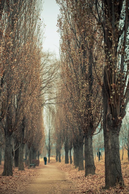 An Alley between Trees in Autumn 