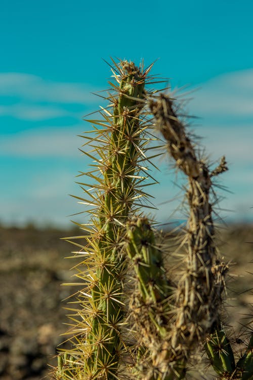 Close up of Cactus Spikes