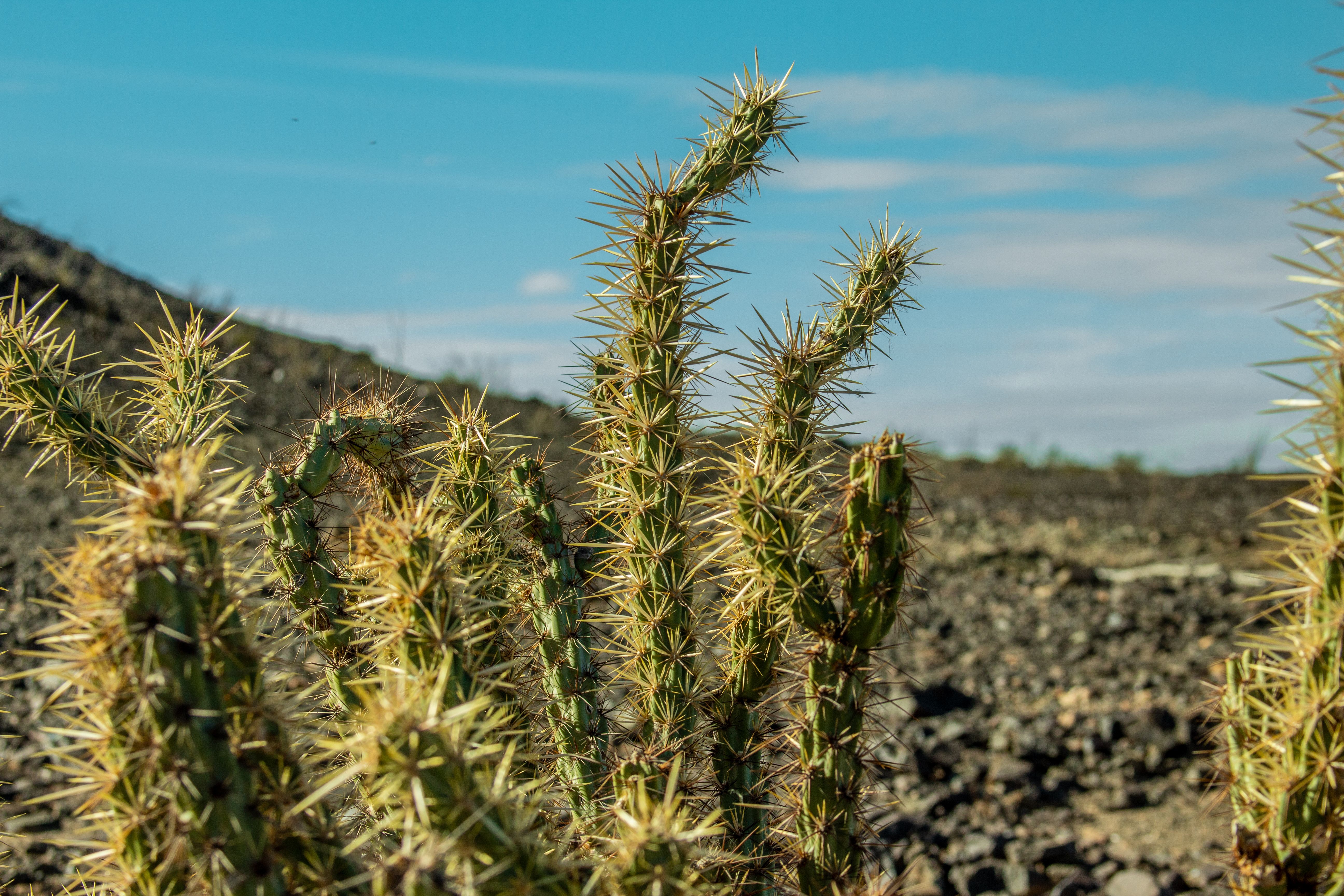 Detailed photograph of a spiky desert cactus in natural sunlight against a barren landscape.