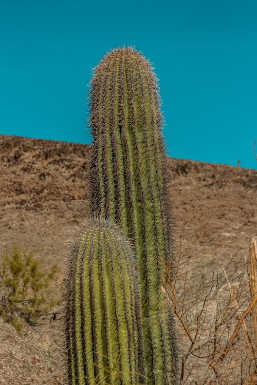 Close-Up Shot of Cactus Plants in the Desert