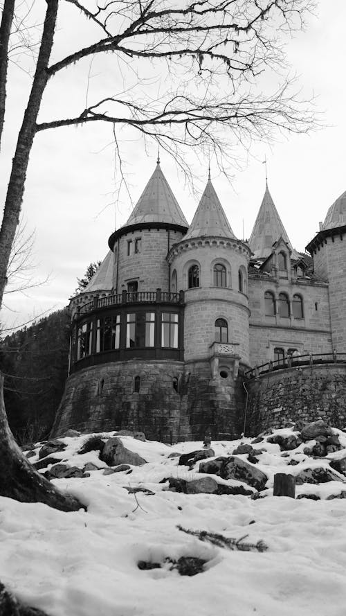 Immagine gratuita di albero, bianco e nero, castelli