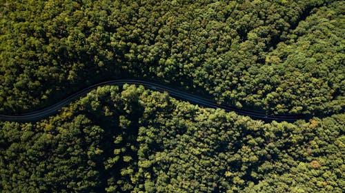 Free Road Between Green Trees Aerial Photography Stock Photo