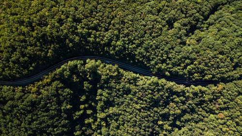 Estrada Entre árvores Verdes Fotografia Aérea