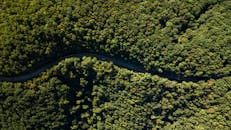 这张航拍照片令人惊叹，它捕捉到了一条蜿蜒道路穿越茂密森林的景象