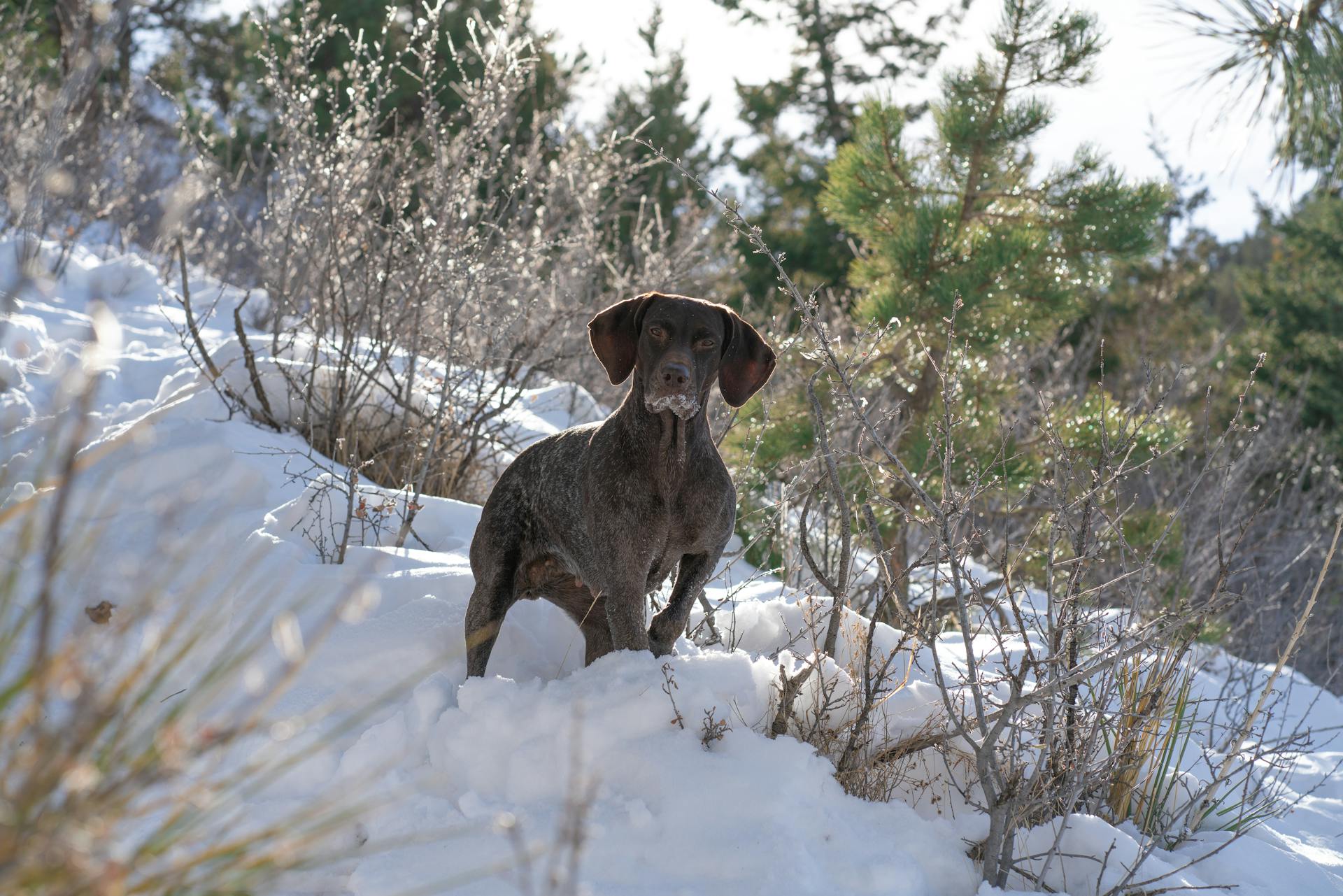 A German Shorthaired Pointer Dog on the Snow