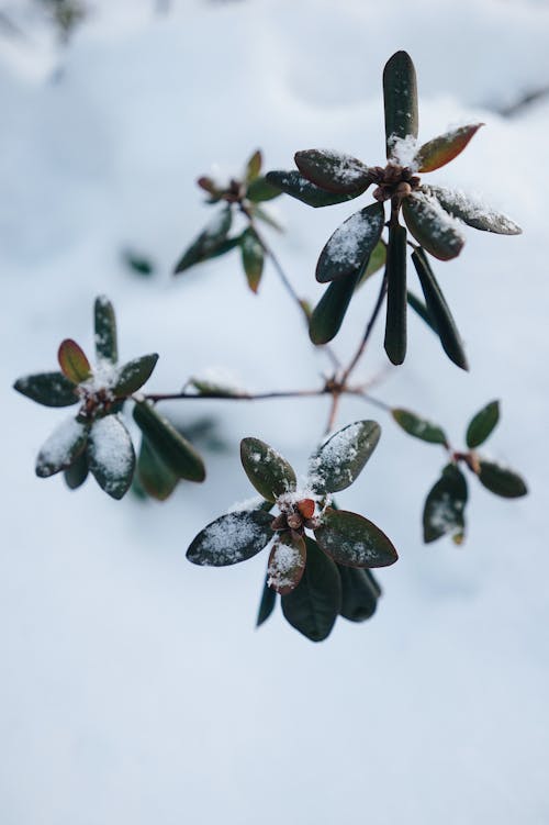 Plant Leaves in Snow
