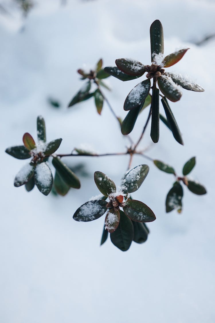 Plant Leaves In Snow