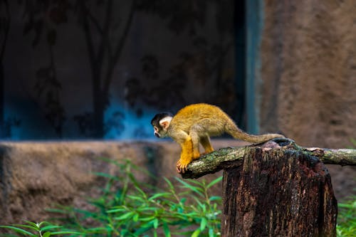 Foto d'estoc gratuïta de animal, fons de pantalla, mico