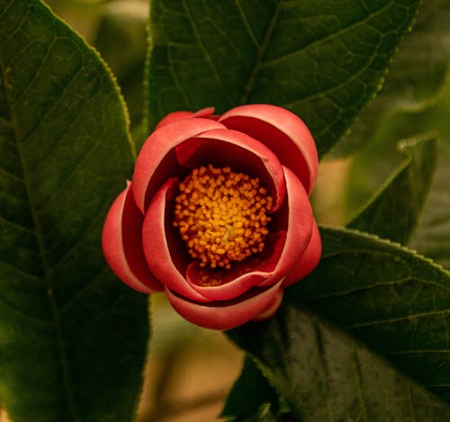 꽃 사진, 꽃이 피는, 식물군의 무료 스톡 사진