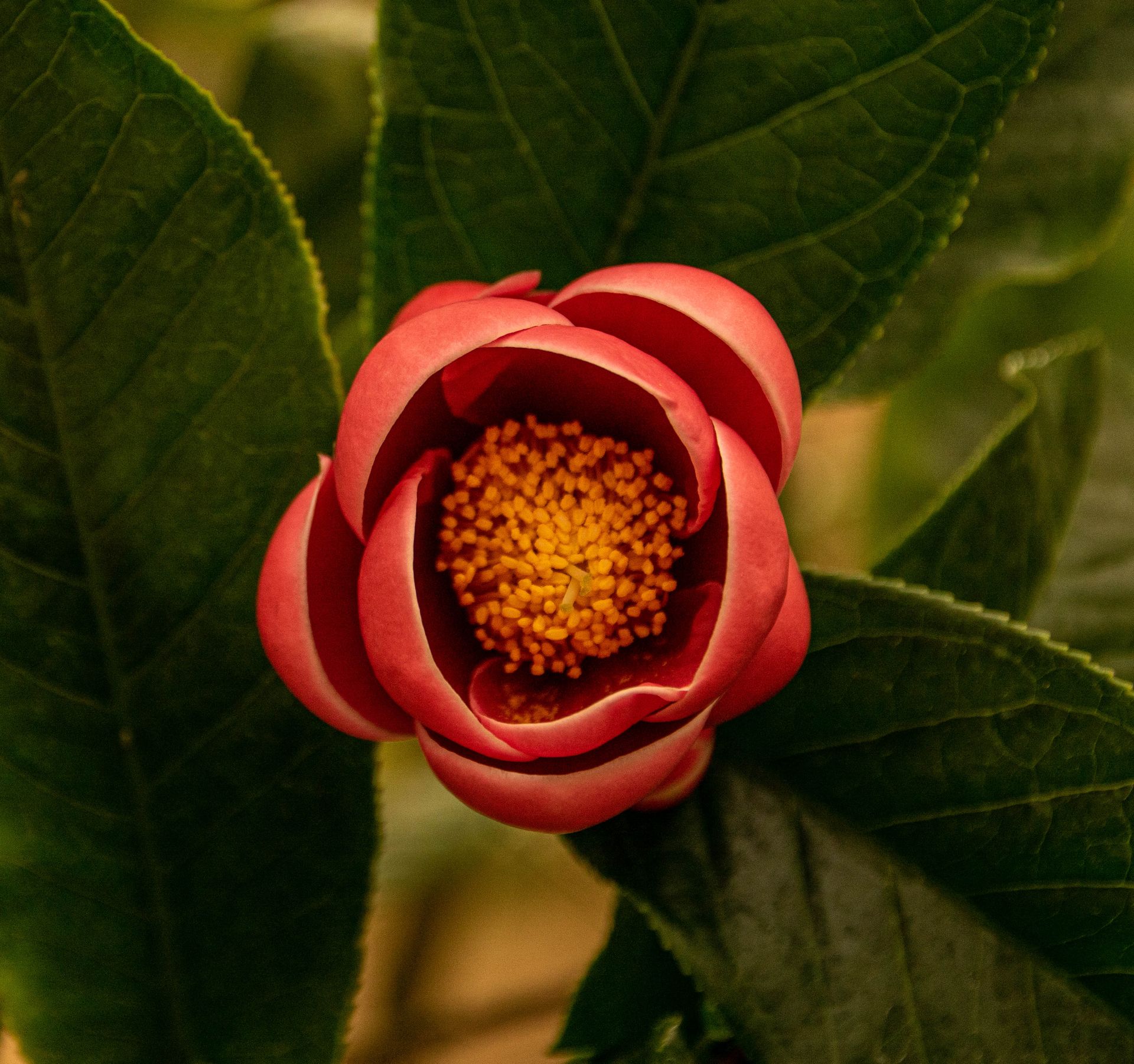A top view of a stunning Japanese camellia flower in full bloom with lush green leaves.