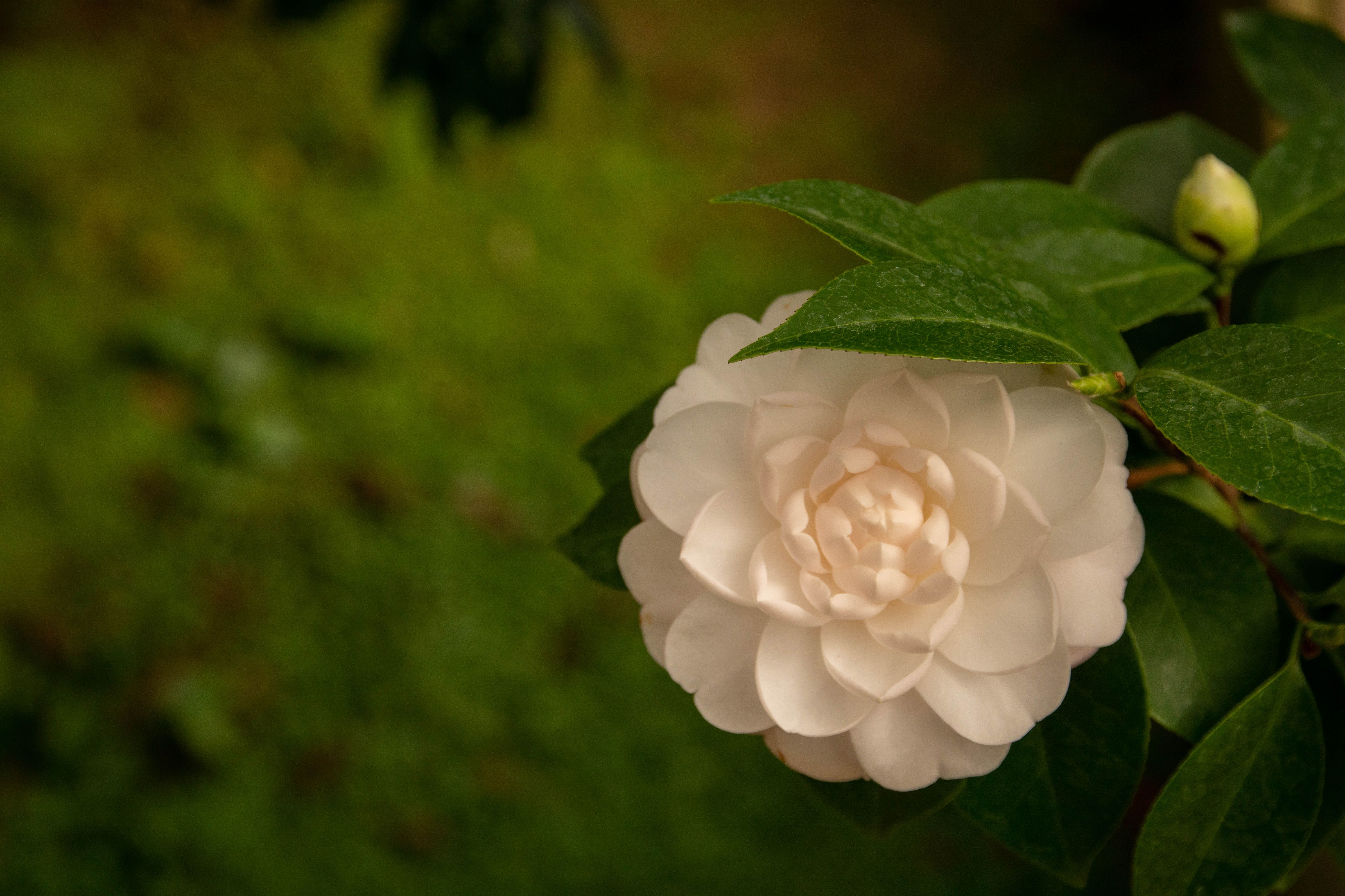 Close Up Shot of a White Flower · Free Stock Photo