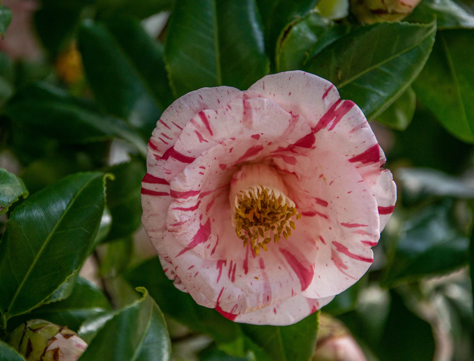 Vibrant Japanese camellia flower with pink stripes amidst lush green leaves.