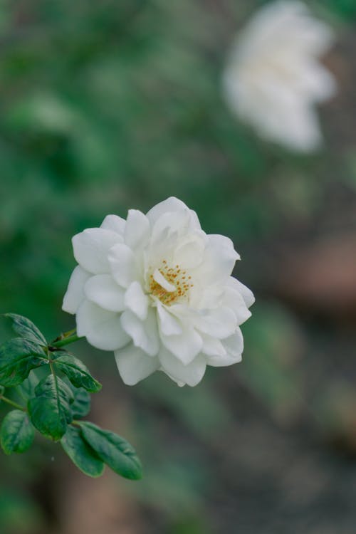 White Rose in Bloom