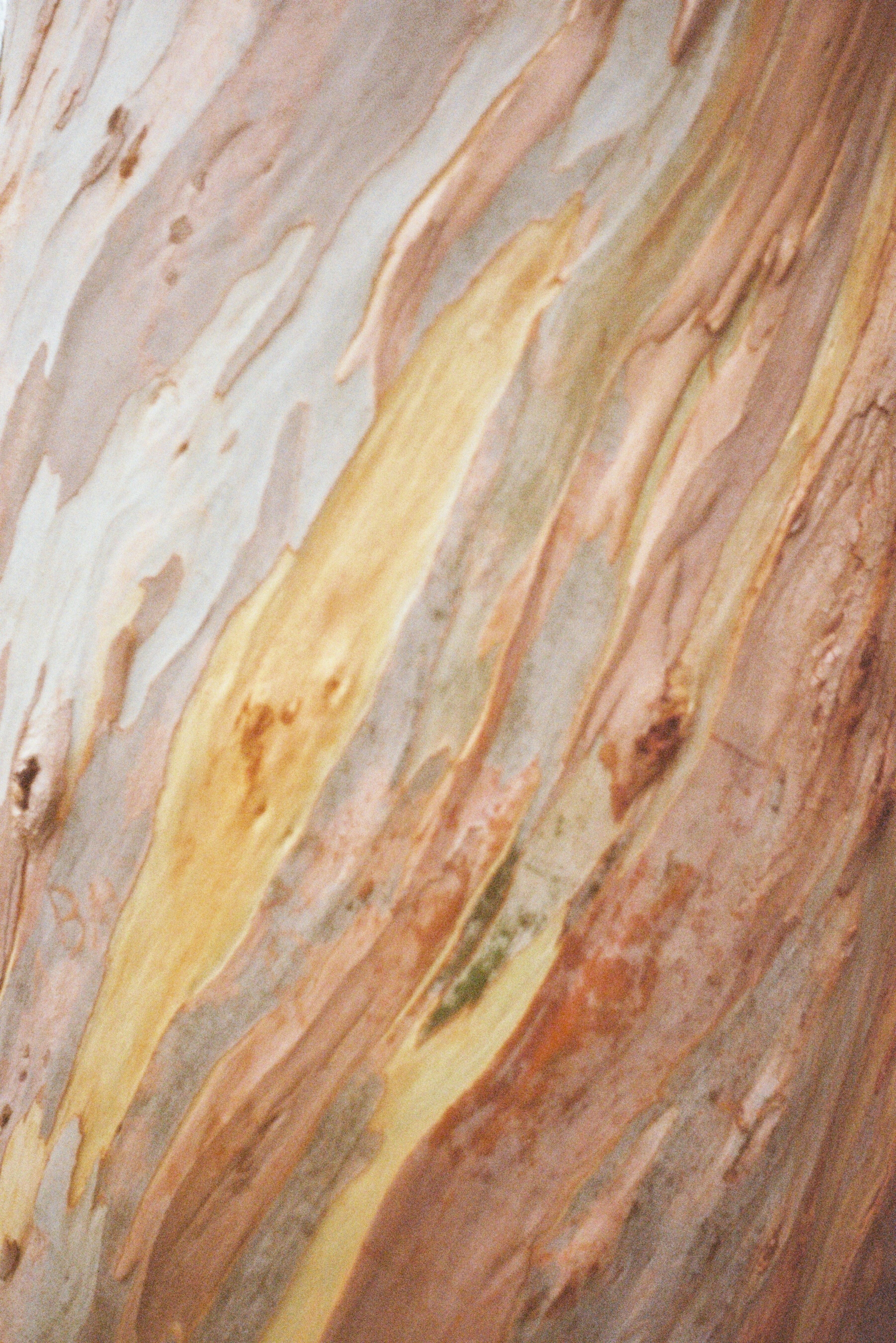 Detailed texture of eucalyptus bark showcasing vibrant colors in Lisbon, Portugal.