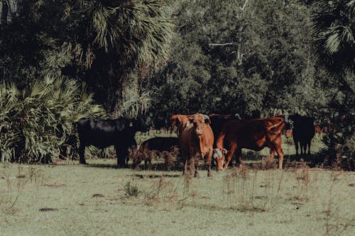 免费 奶牛, 樹木, 牧場 的 免费素材图片 素材图片
